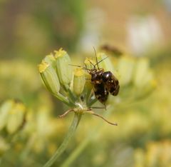 Doldenwanzen - Orthops basalis oder Orthops kalmii ???