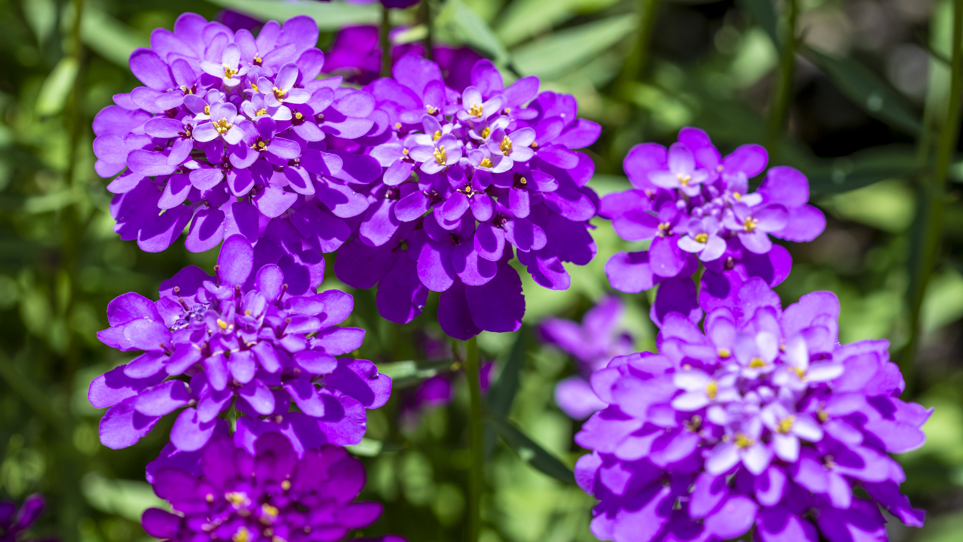 Doldige Schleifenblume (Iberis umbellata)