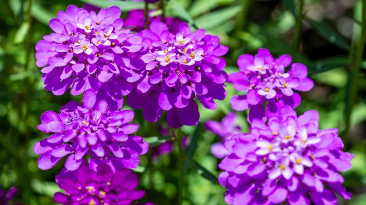 Doldige Schleifenblume (Iberis umbellata)