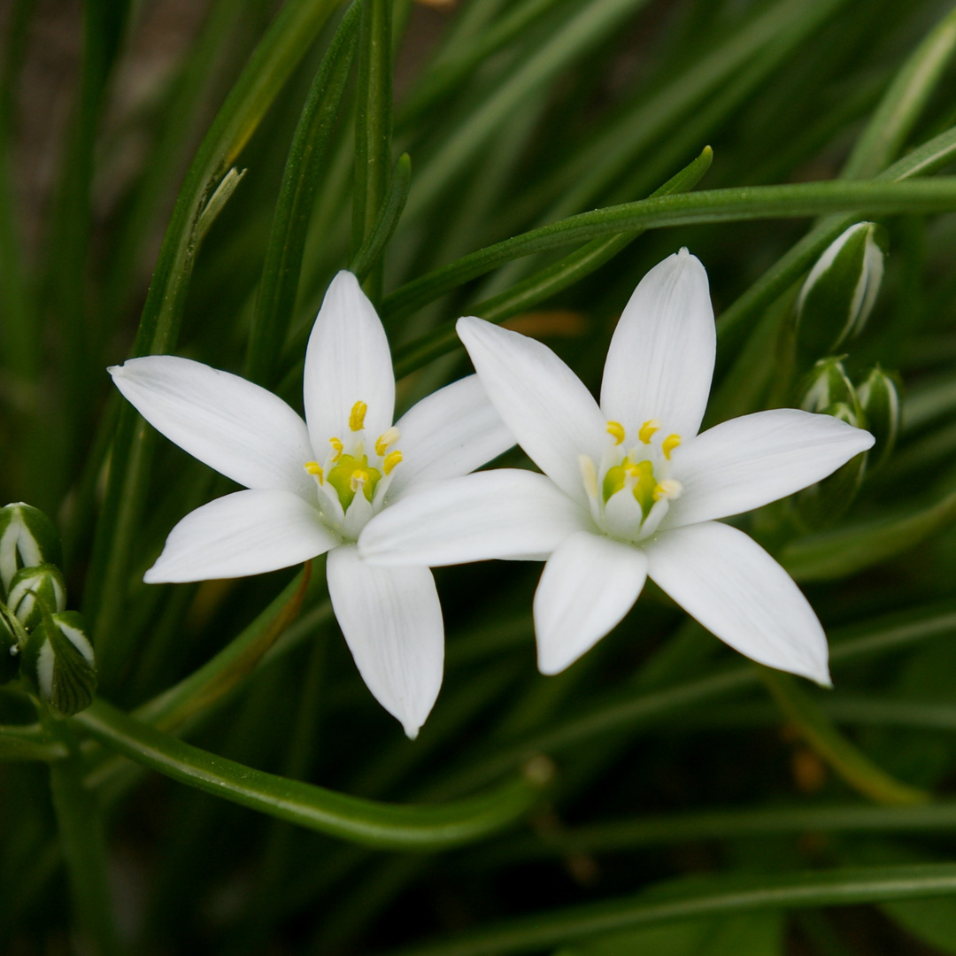 Doldiger Milchstern Foto & Bild pflanzen, pilze & flechten, blüten