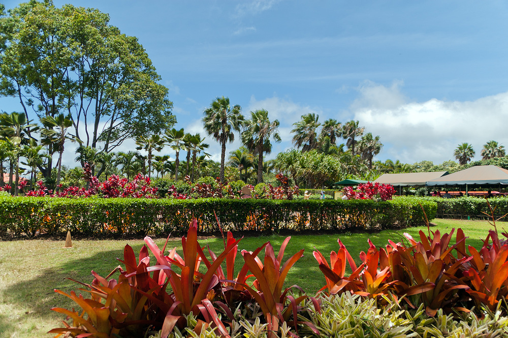 Dole Farm