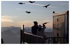 Dolenfütterung auf der Zugspitze