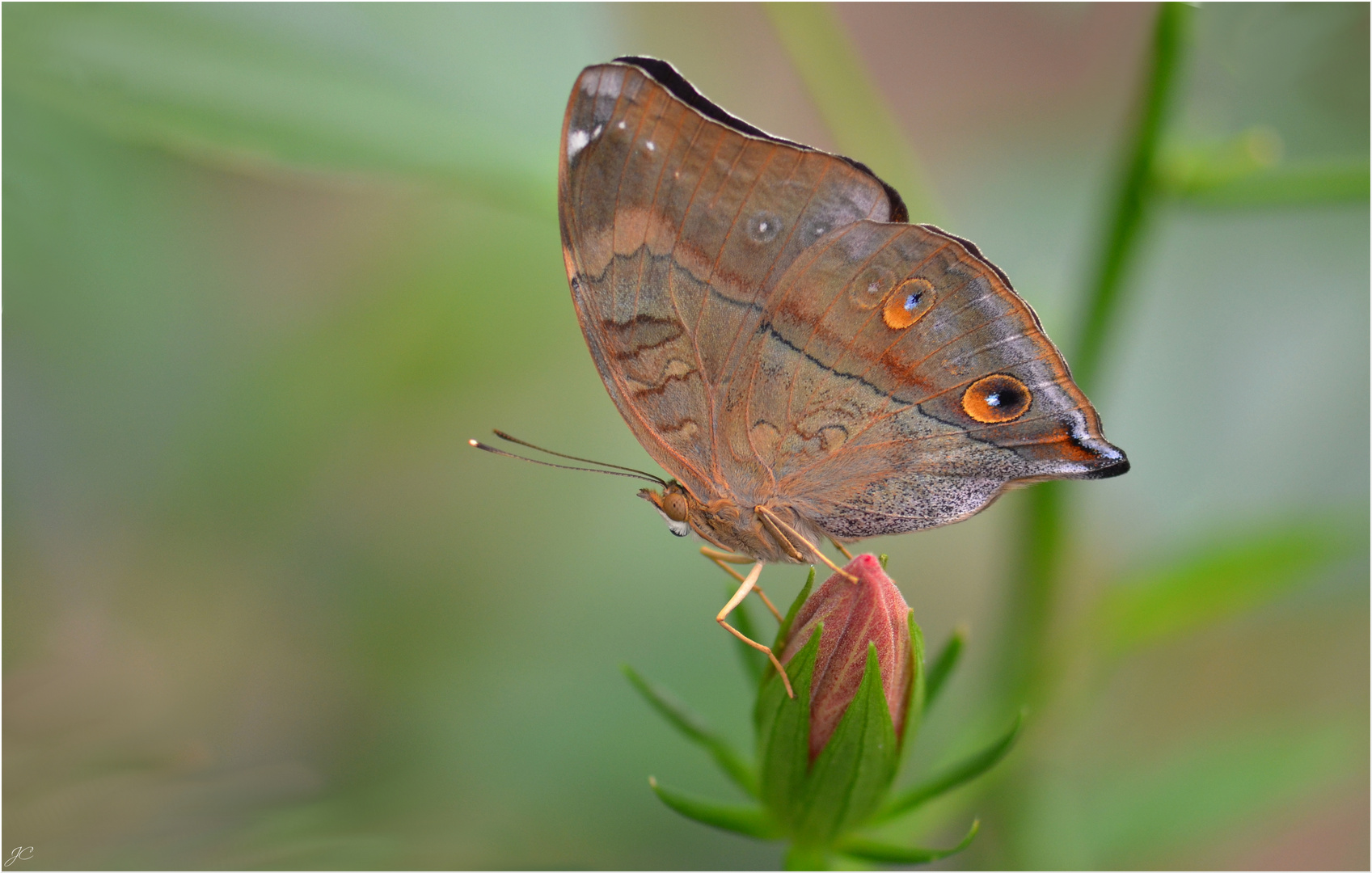 Doleschallia bisaltide