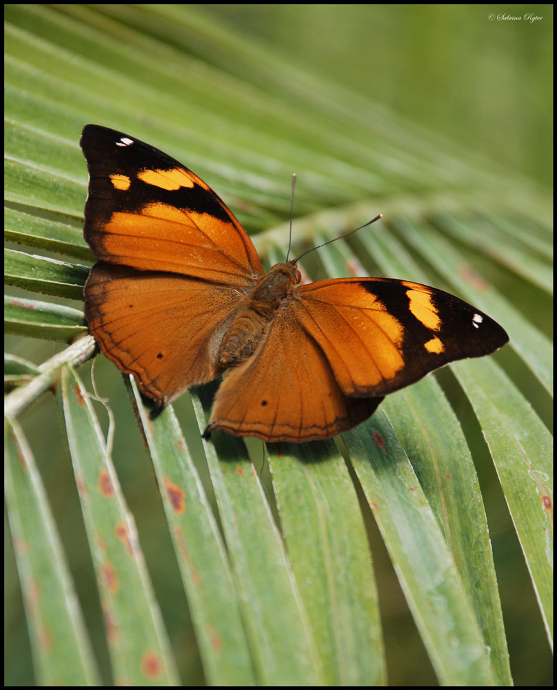 Doleschallia bisaltide Foto & Bild tiere, zoo, wildpark & falknerei