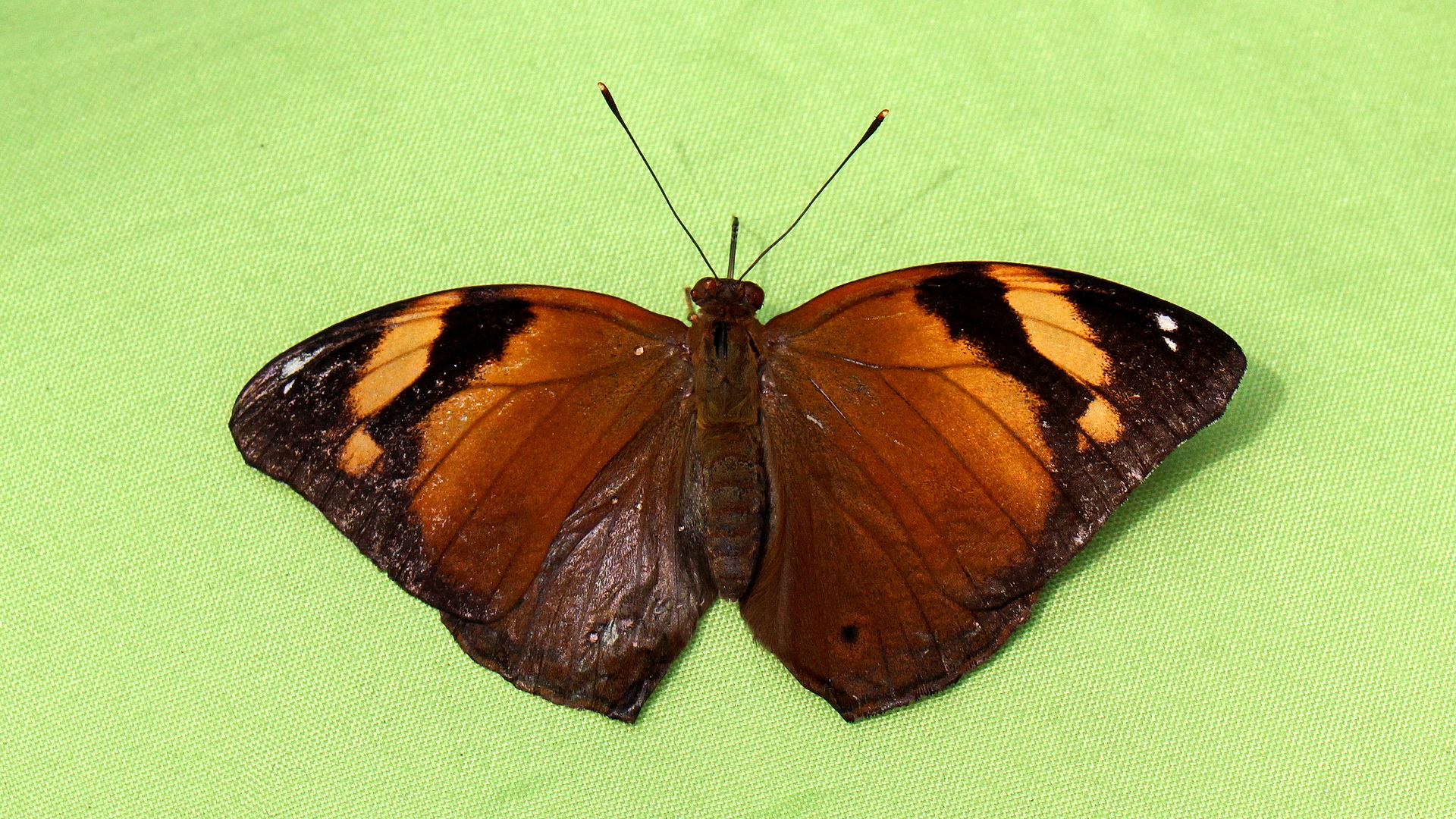 Doleschallia bisaltide