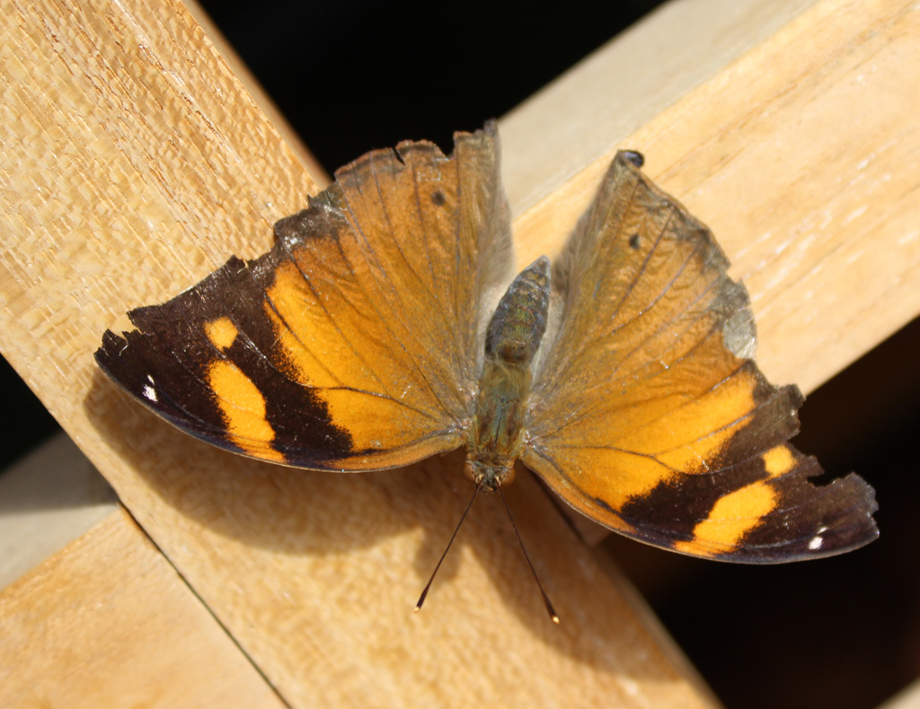 Doleschallia bisaltide, Herbstblatt  