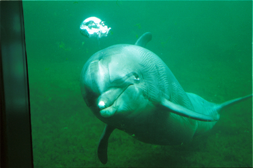 dolfijn, Dolfinarium Harderwijk