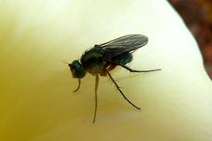 Dolichopodidae sp - Langbeinfliege