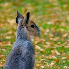 Dolichotis patagonum - Großer Pampashase, Großer Mara