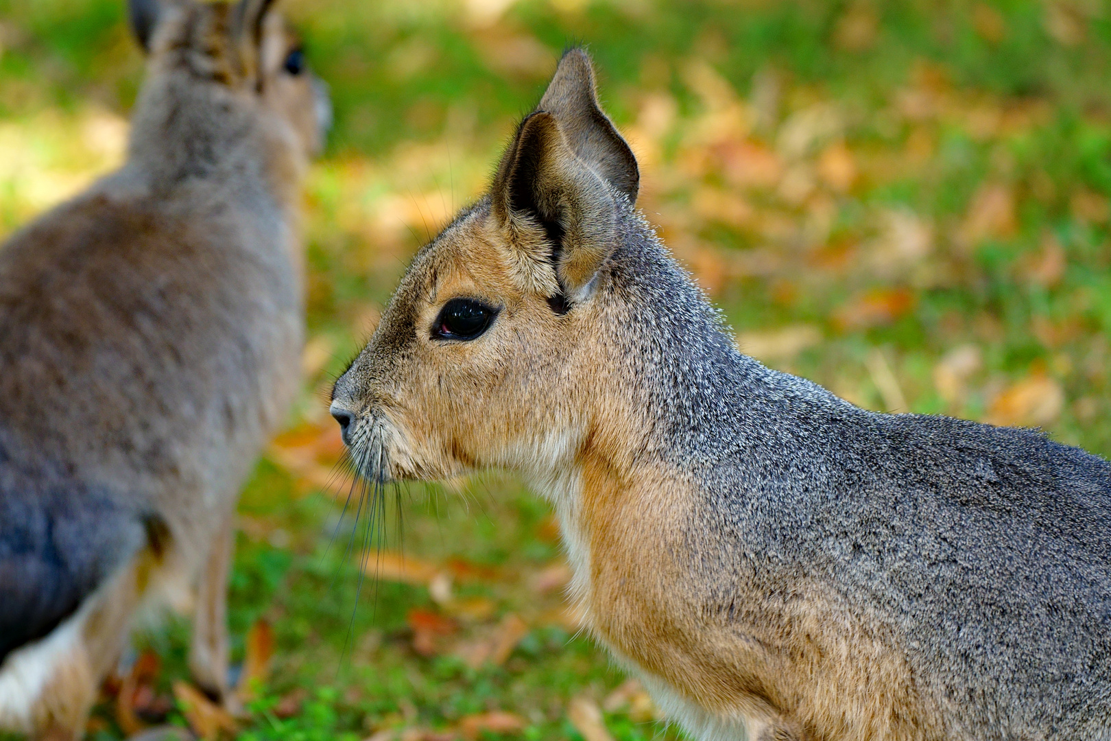 Dolichotis patagonum - Großer Pampashase, Großer Mara