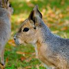 Dolichotis patagonum - Großer Pampashase, Großer Mara