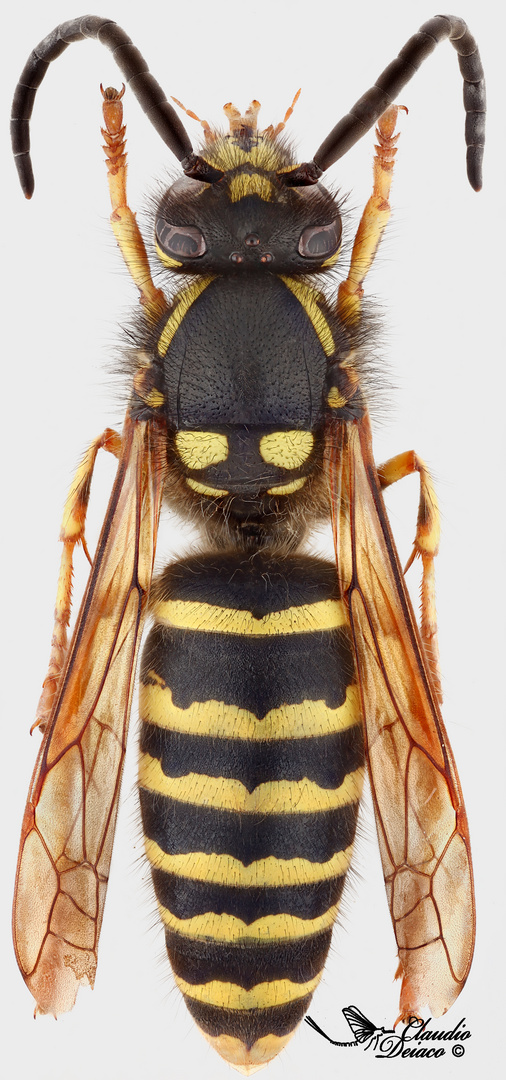 Dolichovespula adulterina (männchen)