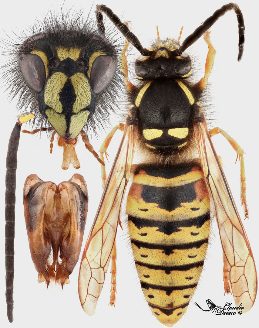 Dolichovespula norvegica