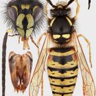 Dolichovespula norvegica