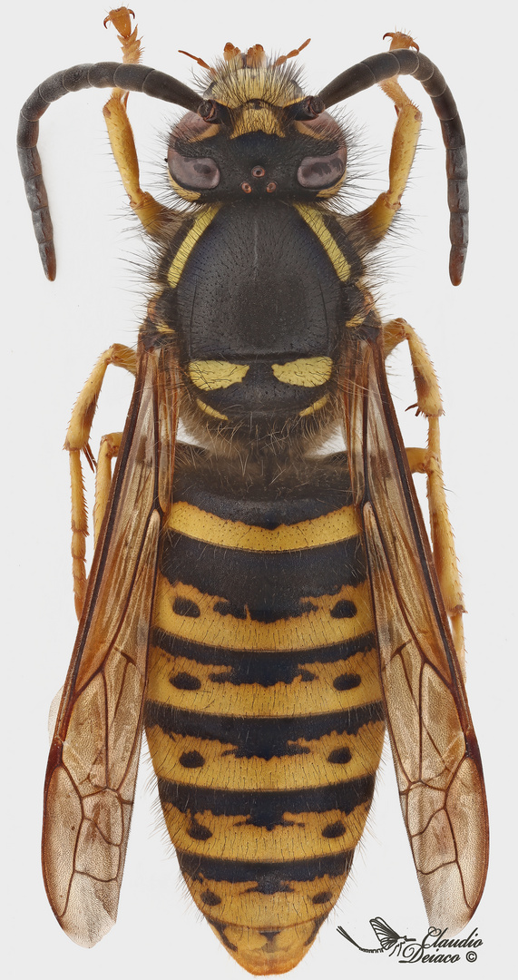 Dolichovespula saxonica (männchen)