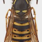 Dolichovespula saxonica (männchen)