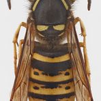 Dolichovespula saxonica (männchen)