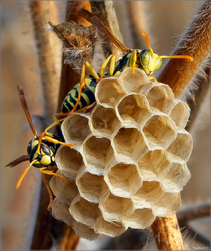 Dolichovespula sylvestris