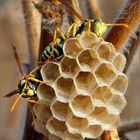 Dolichovespula sylvestris