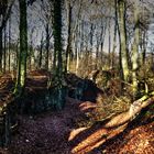 Dolinen im Wald - Wuppertal-Langerfeld