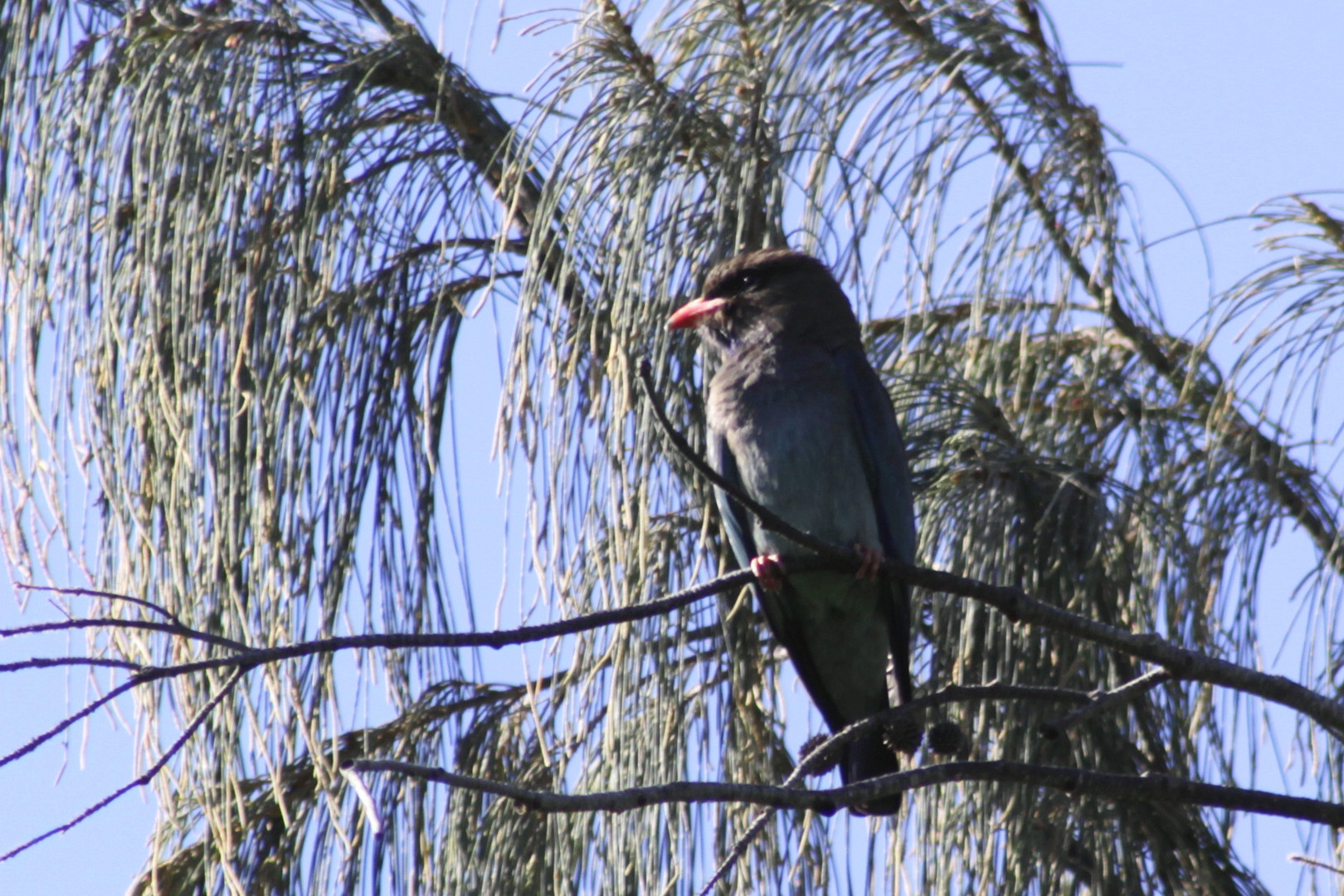 dollarbird