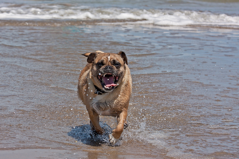 Dolly am Hundestrand