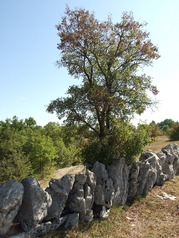 Dolmen dans la fôret de Braunhie ( Lot )