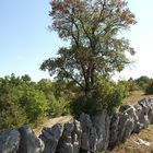 Dolmen dans la fôret de Braunhie ( Lot )