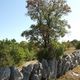 Dolmen dans la fret de Braunhie ( Lot )