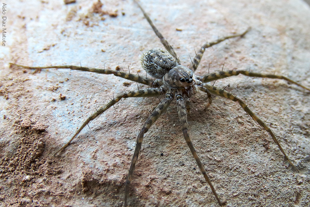 Dolomedes