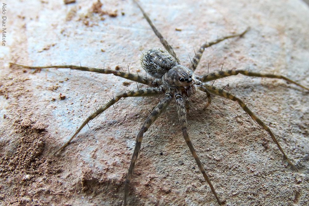 Dolomedes