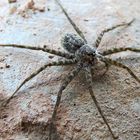 Dolomedes