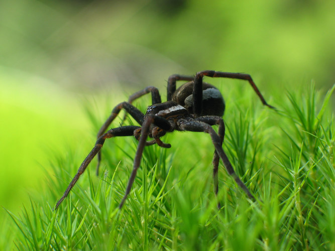 Dolomedes