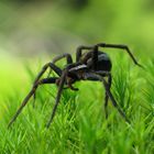 Dolomedes