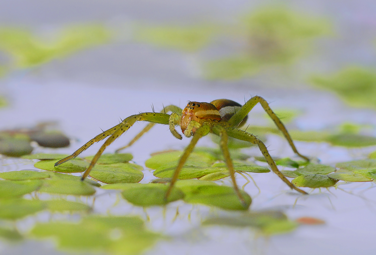 Dolomedes