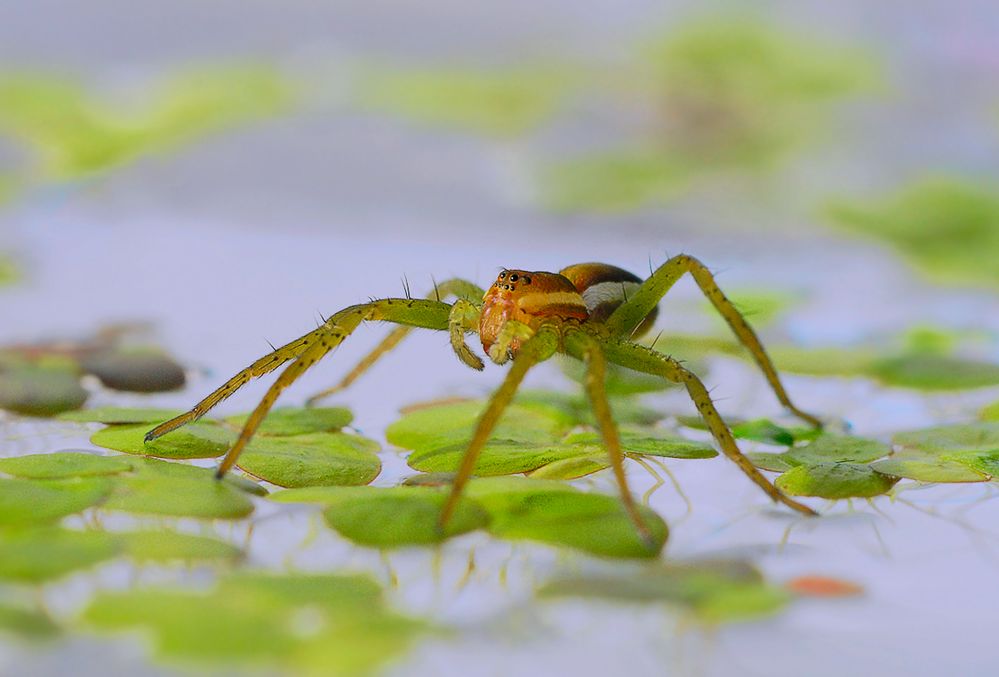 Dolomedes