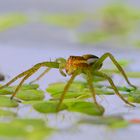 Dolomedes