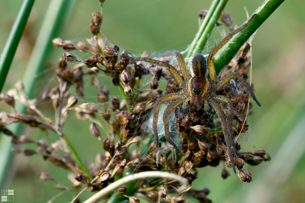 Dolomedes fimbriatu