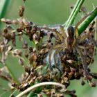 Dolomedes fimbriatu