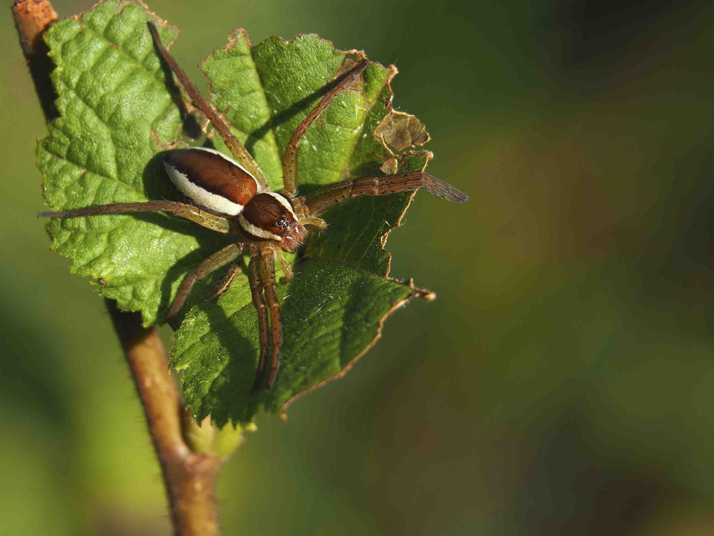 Dolomedes fimbriatus