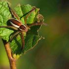 Dolomedes fimbriatus