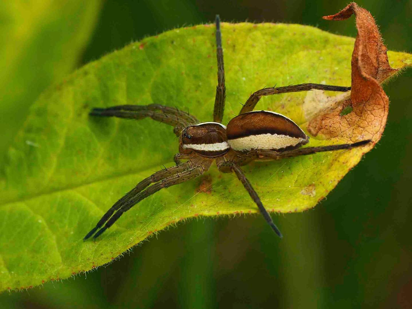 DOLOMEDES FIMBRIATUS