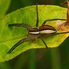 DOLOMEDES FIMBRIATUS