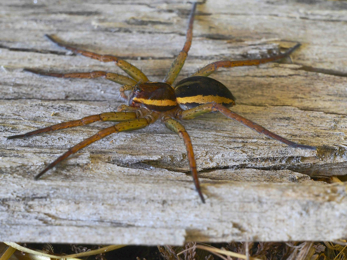 Dolomedes fimbriatus