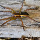 Dolomedes fimbriatus