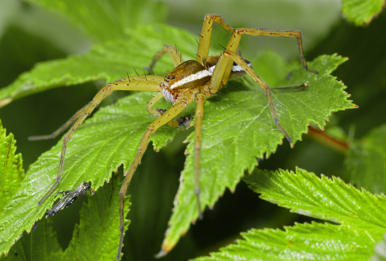 Dolomedes fimbriatus