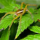 Dolomedes fimbriatus