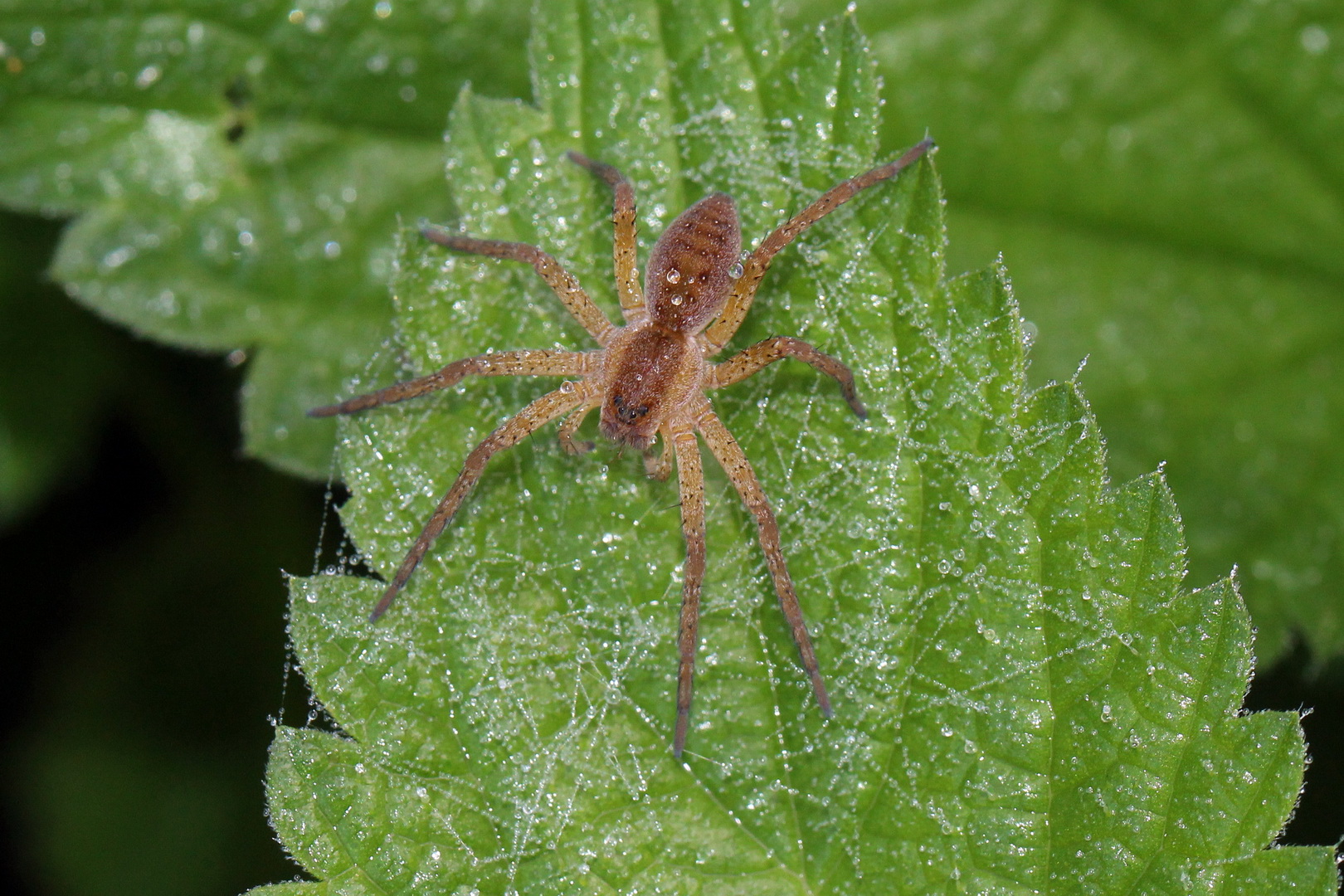 Dolomedes fimbriatus