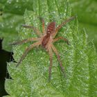 Dolomedes fimbriatus