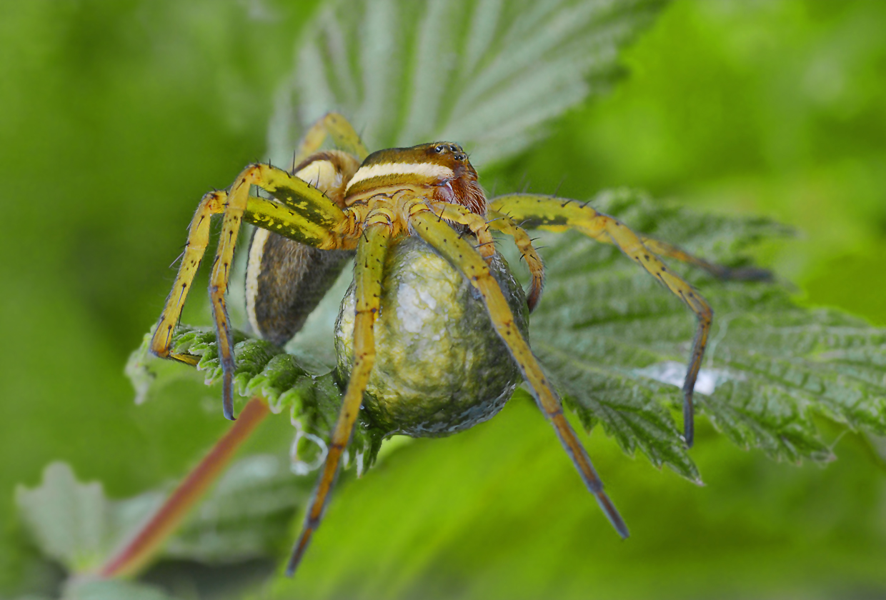 Dolomedes fimbriatus